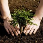 planta